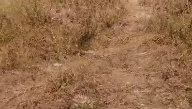 Erzurum'da otomobil tarlaya uçtu