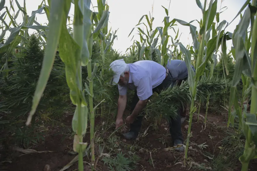 Mısır tarlasından 190 bin kök Hint keneviri ve 415 kilo esrar çıktı 16