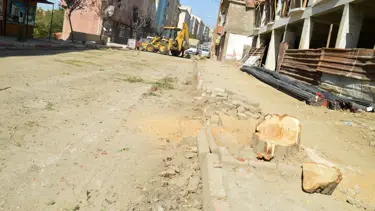 Kaldırım için 60 yıllık ağaçlar kesildi