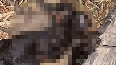 Tokat'ta dört yavru köpek ölü bulundu