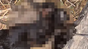 Tokat'ta dört yavru köpek ölü bulundu