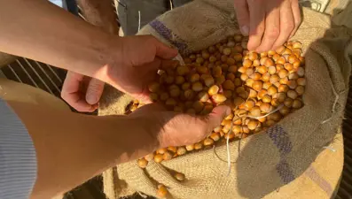 Giresun’da fındık fiyatını randıman belirliyor