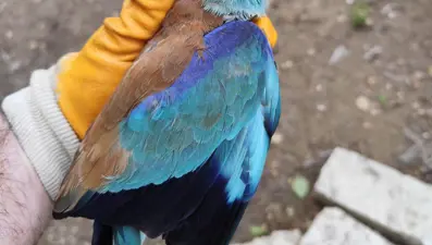 Sırbistan'dan Denizli'ye uçtu: Koruma altındaki kuş yaralı bulundu