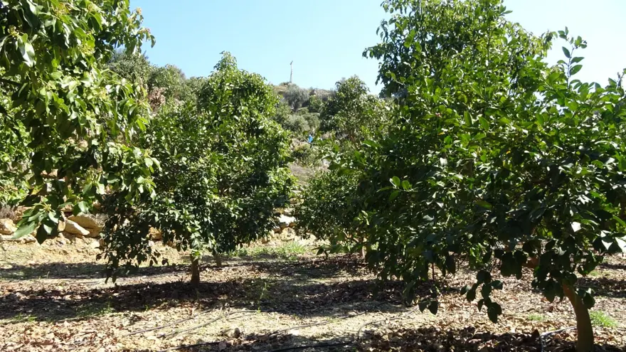 Tanesi 55, kilosu 200 lira: Bu yıl üreticinin yüzü güldü 4