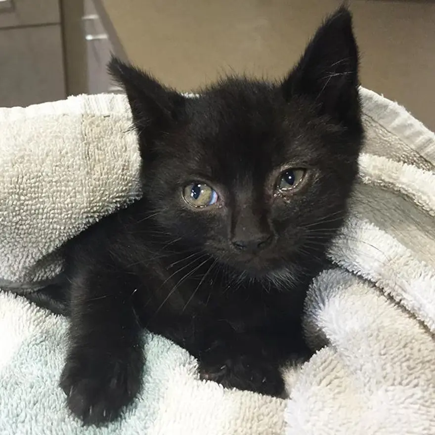 Hayatını kedileri kurtarmaya adadı 260