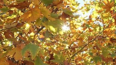 Pastırma sıcakları tarihi 2024: Pastırma sıcakları ne zaman, hangi günlerde yaşanacak?