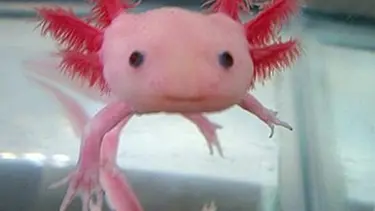 'Kaybedilen organları yenileyebiliriz'