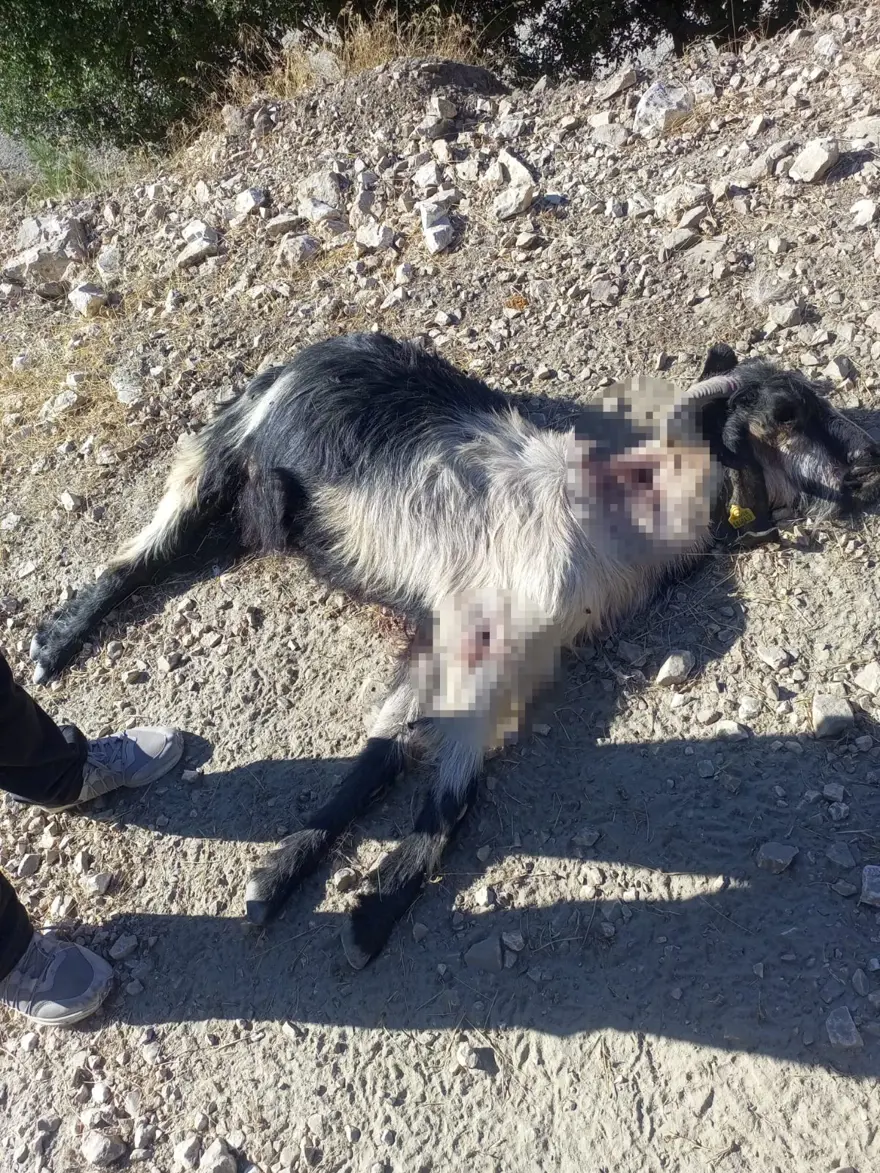 Denizli'de vahşet: 10 keçiyi kurşuna dizdiler Denizli'de vahşet: 10 keçiyi kurşuna dizdiler