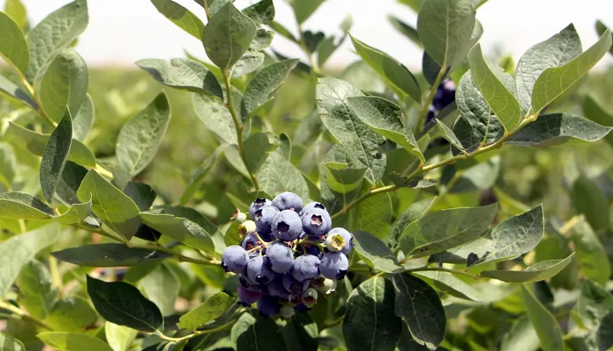 Kuzey Amerika'dan Türkiye'ye kadar yayıldı! Kilosu 230 liradan kapış kapış satılıyor, tıbbi değeri çok yüksek 11 Kuzey Amerika'dan Türkiye'ye kadar yayıldı! Kilosu 230 liradan kapış kapış satılıyor, tıbbi değeri çok yüksek 11