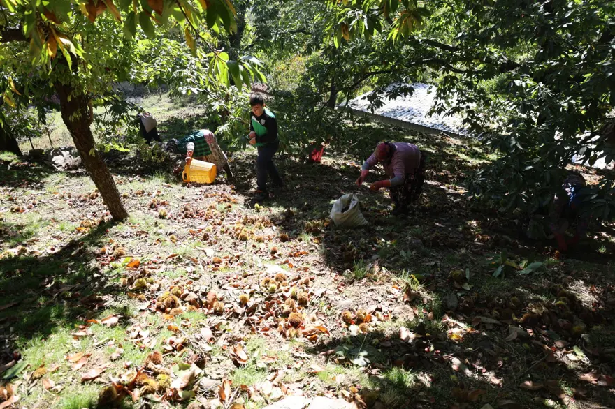 Üreticiler zamanla yarıştı, hasatta sona gelindi: 60-70 metreye kadar tırmandılar 3 Üreticiler zamanla yarıştı, hasatta sona gelindi: 60-70 metreye kadar tırmandılar 3
