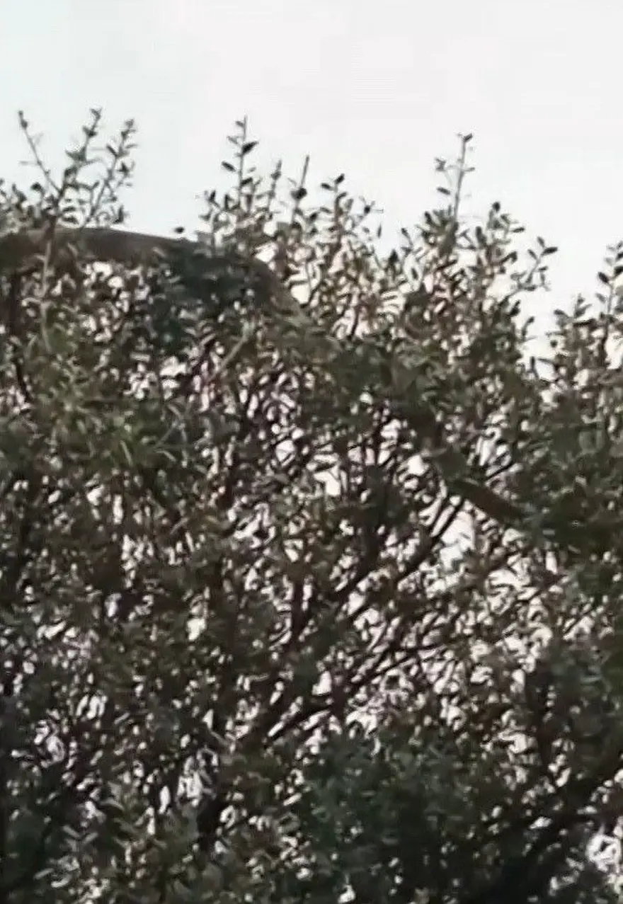 Çanakkale'de köylüler görüntüledi. Dev yılan ağaca çıktı 3