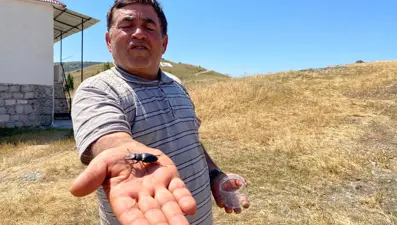 Bu böceği öldürmenin cezası 557 bin TL: Sivas'ta görüldü