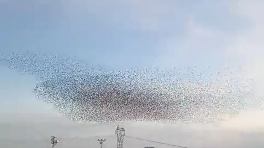 Sığırcıkların dansı hayran bıraktı 2