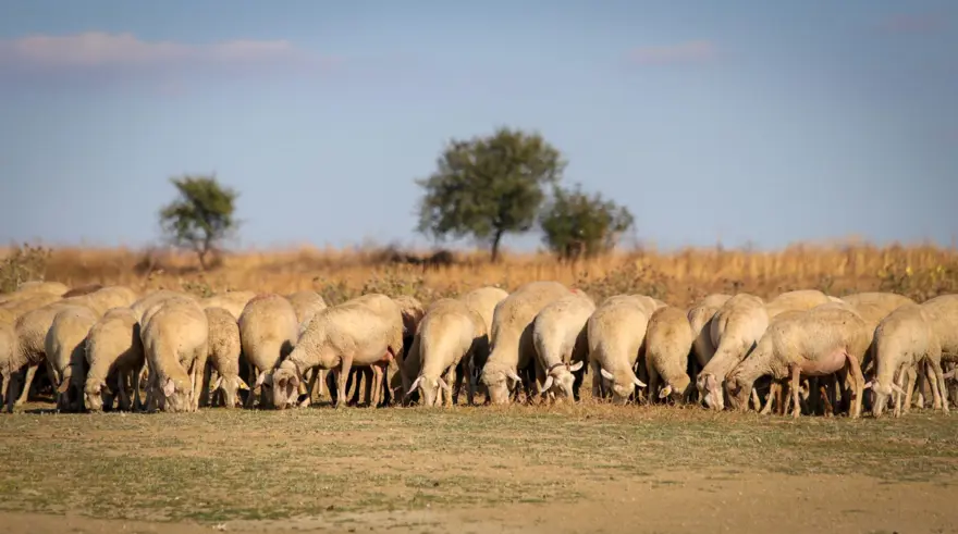 Keşan'da çiçek ve şarbon hastalığı alarmı: Hayvanların meraya çıkarılması yasaklandı 2