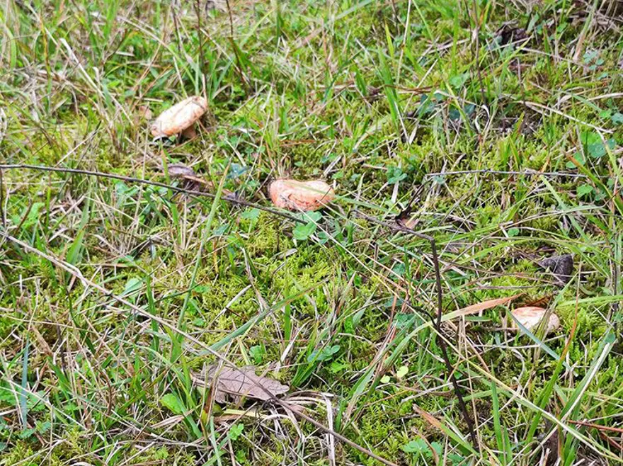 Mantarın en lezzetli hali: Doğanın süper gıdasını böyle pişirmek bağışıklığa katkı sağlıyor 1