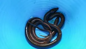 Elektrikli yılan balıkları gen aktarımına sebep olabilir Elektrikli yılan balıkları gen aktarımına sebep olabilir