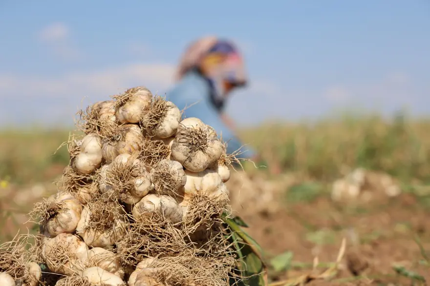 Rusya, Almanya ve İspanya'nın antibiyotiği: Hasat başladı 1
