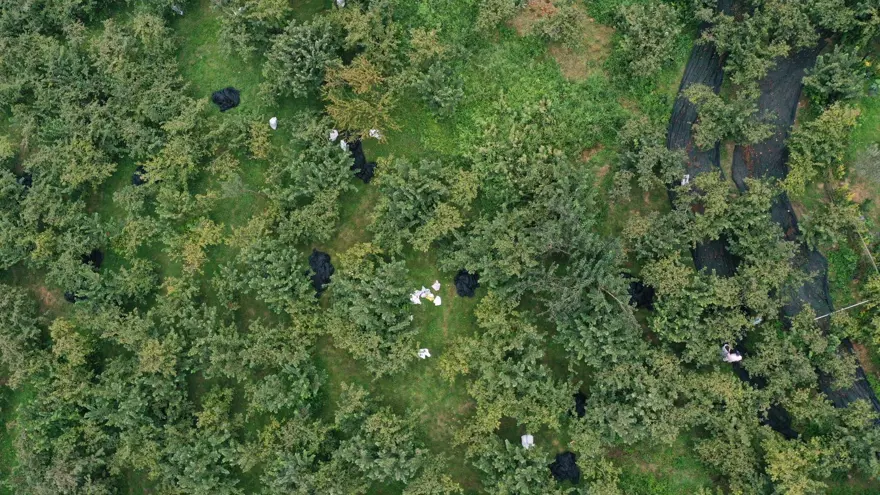 Fileler toplanıyor: Fındık hasadında son günler 4