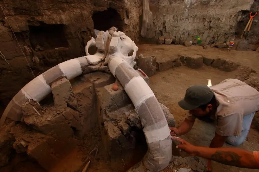 14 bin yıllık mamut fosili bulundu 1