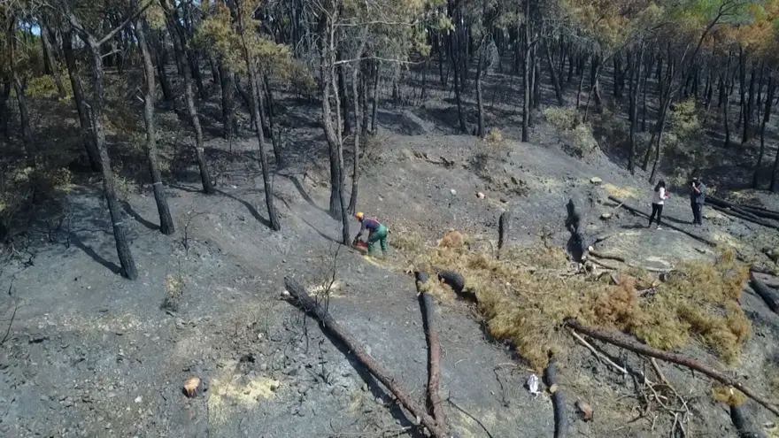 Heybeliada&#x27;da 1700 ağaç yandı: Yeşillendirme çalışması başladı 8