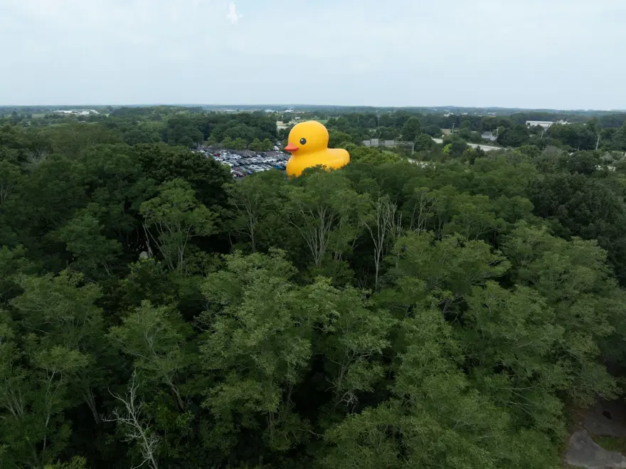 Dünyanın en büyük lastik ördeği New York'ta sergileniyor 2
