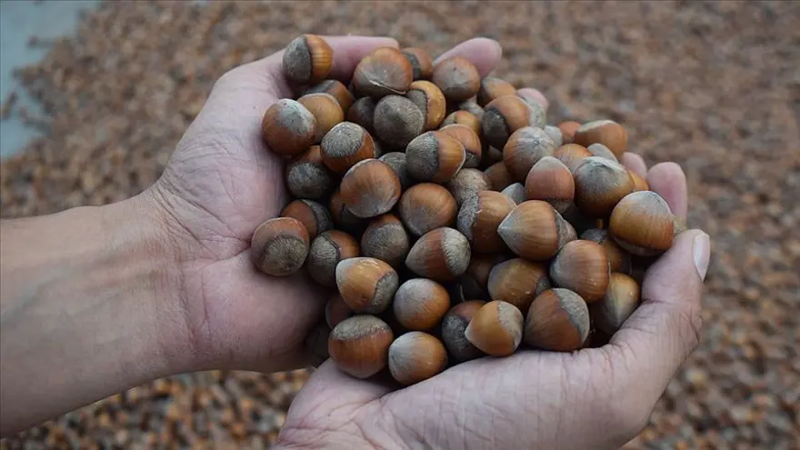 FINDIK İŞÇİSİ GÜNLÜK YEVMİYE 2