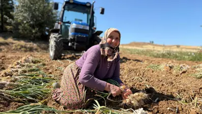 İçerdiği selenyum oranıyla dünyada ün kazandı: Günlük bin 200 liraya tarladan topluyorlar
