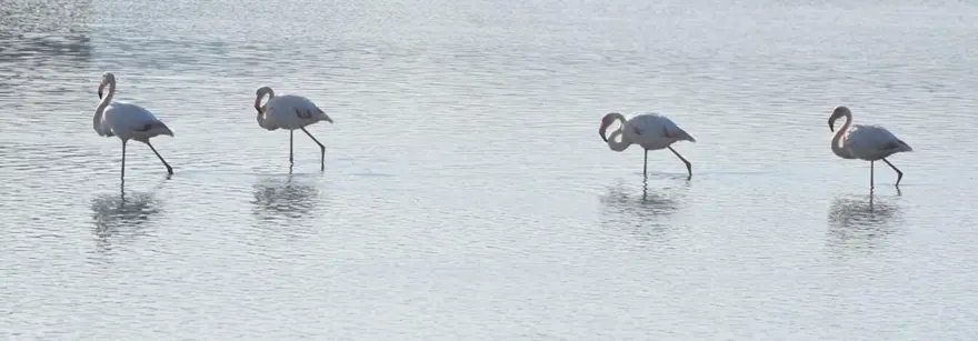 Tuzla Sulak Alanı'na flamingo akını 9