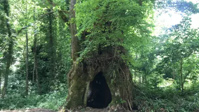 Tesadüfen bulundu: Bir ili heyecan sardı