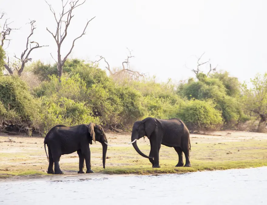 Afrika'nın fil cenneti: Chobe Ulusal Parkı 3