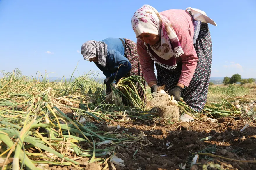 Günlük bin 200 TL kazanıyorlar: Kavurucu sıcakta zorlu mesai 6