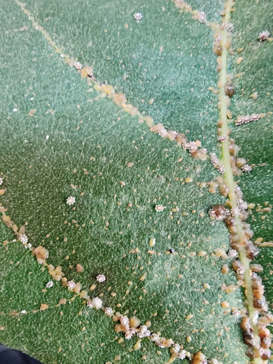 İncir bahçelerinde yeni tehdit: Kanlı balsıra 3 İncir bahçelerinde yeni tehdit: Kanlı balsıra 3