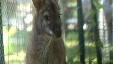Evinden kaçan Riki, 6 hafta sonra bulundu (100 km uzakta)