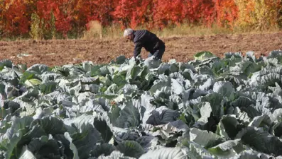 Deden toruna kalan ata tohumundan 30 yıldır üretiyor