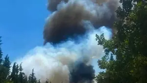 Kırklareli'nde ağaçlık alanda yangın