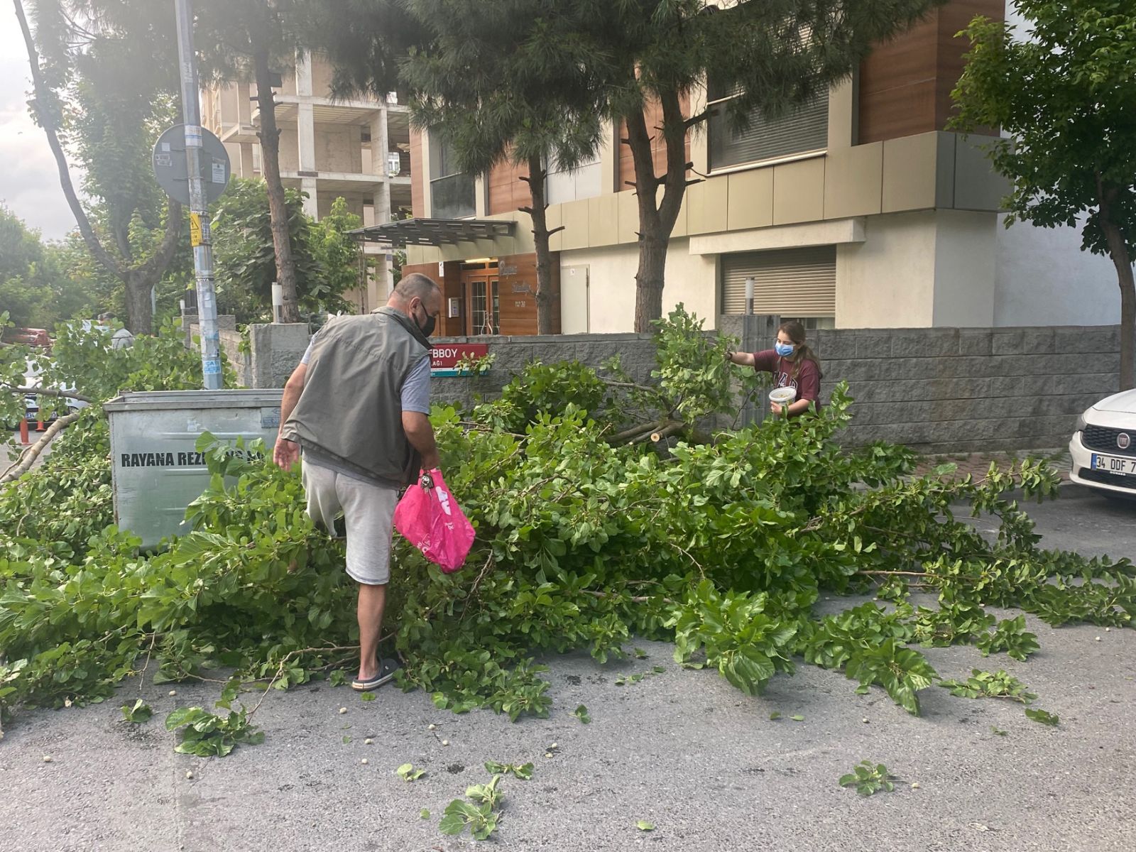 Asırlık ağaç otomobilin üstüne devrildi: Mahalle sakinleri dut topladı
