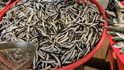 Lodos balık tezgahlarını vurdu