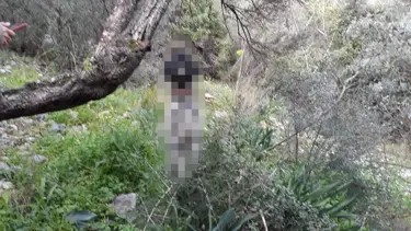 Muğla'da vahşet: Ağaca iple asılı halde bulundu