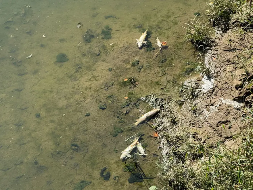 Bartın Irmağı'nda balık ölümleri 