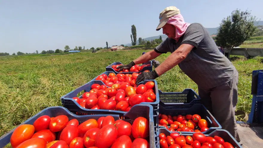 Salçalık domates tarlada 50 kuruş, salçanın kilosu ise markette 12 lira 12 Salçalık domates tarlada 50 kuruş, salçanın kilosu ise markette 12 lira 12