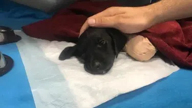 Sakarya'da bacakları kesilen yavru köpeğin ölümüyle ilgili kepçe operatörü gözaltına alındı