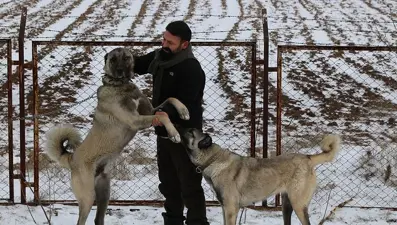 İklim değişikliği kangalları da etkiledi