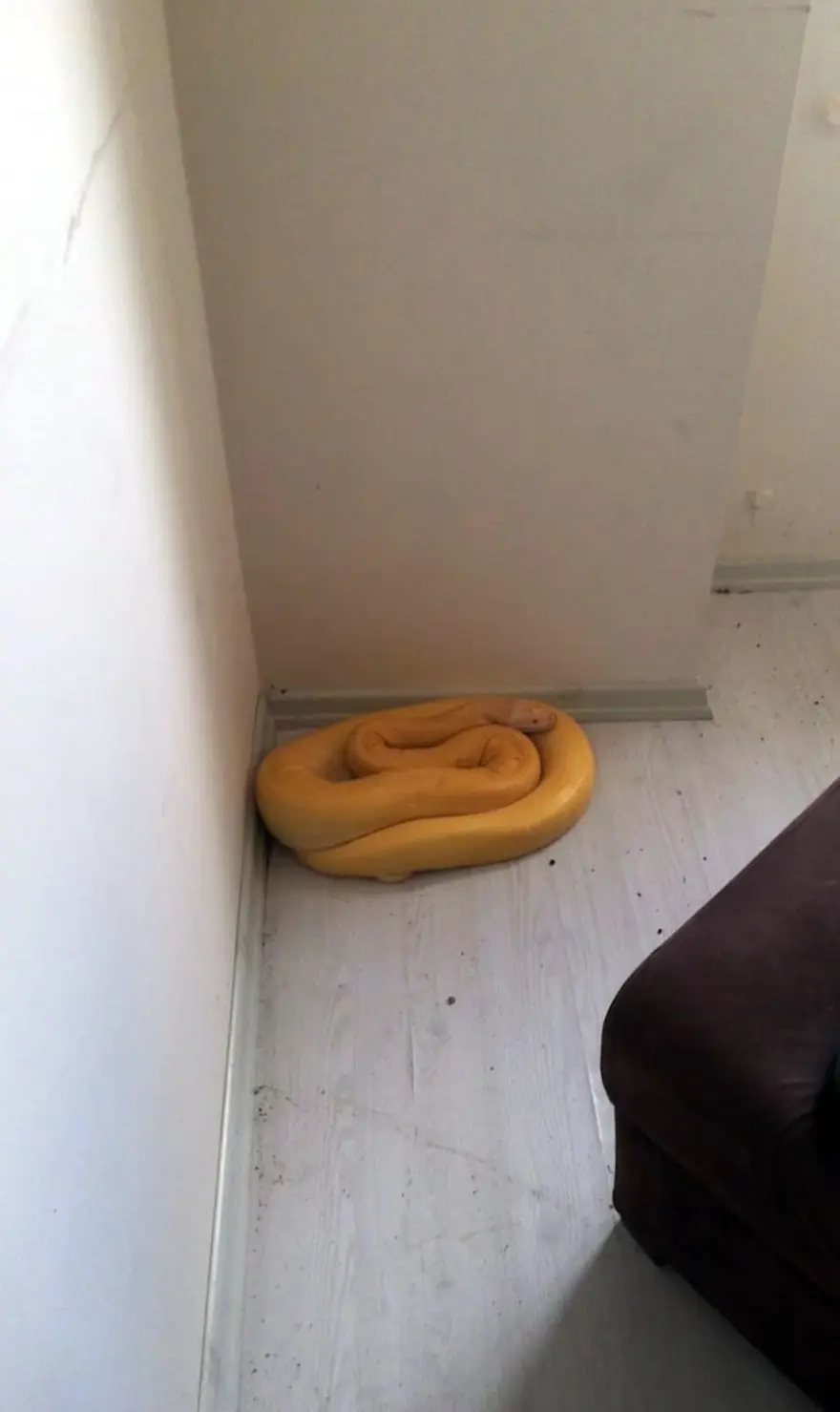 Kiracısına ulaşamayan ev sahibine albino piton sürprizi 