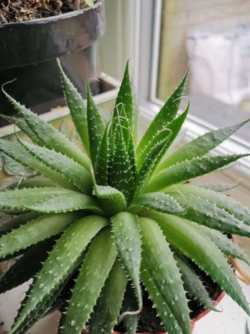 ALOE VERA NASIL KULLANILIR? 7