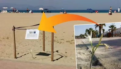 1980'lerde görülüyordu... Kuşadası'nda yıllar sonra bir ilk yaşandı, hemen korumaya alındı