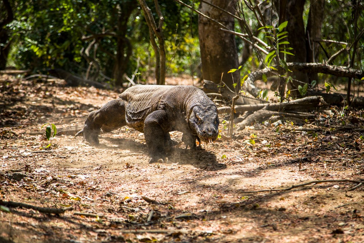 Dünyanın en büyük kertenkelesi Komodo ejderlerinin nesli tükeniyor: Sayıları yarı yarıya azaldı