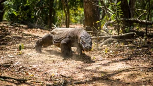 Dünyanın en büyük kertenkelesi Komodo ejderlerinin nesli tükeniyor: Sayıları yarı yarıya azaldı Dünyanın en büyük kertenkelesi Komodo ejderlerinin nesli tükeniyor: Sayıları yarı yarıya azaldı