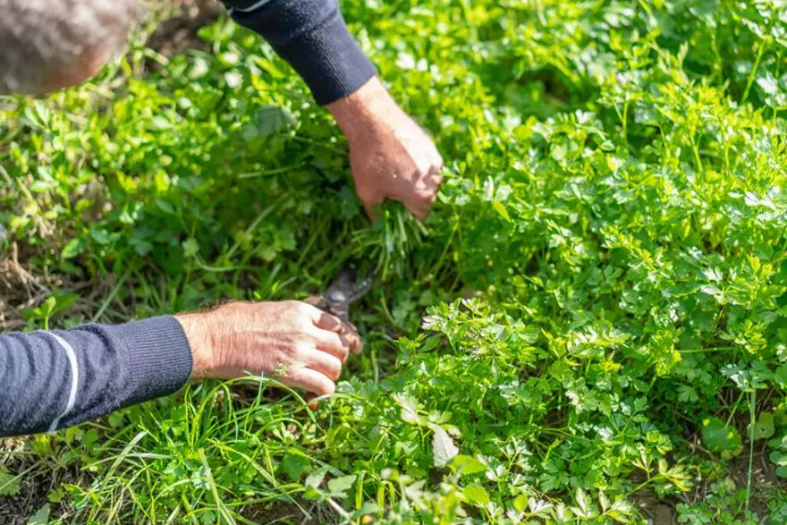 "Seyyar doktor" 33 yıldır doğal şifa dağıtıyor: Dağlarda yetişen bitkileri topluyor 2 "Seyyar doktor" 33 yıldır doğal şifa dağıtıyor: Dağlarda yetişen bitkileri topluyor 2