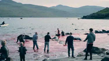 Faroe Adaları'ndaki kanlı gelenek: 138 balina öldürüldü