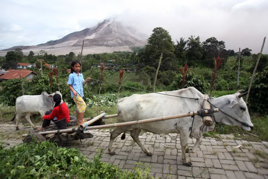 Sinabung binlerce kişiyi evinden etti 18